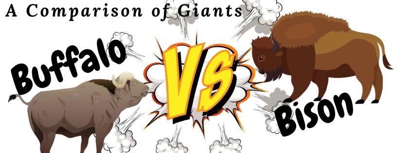 A Comparison of Giants : Bison vs. Buffalo