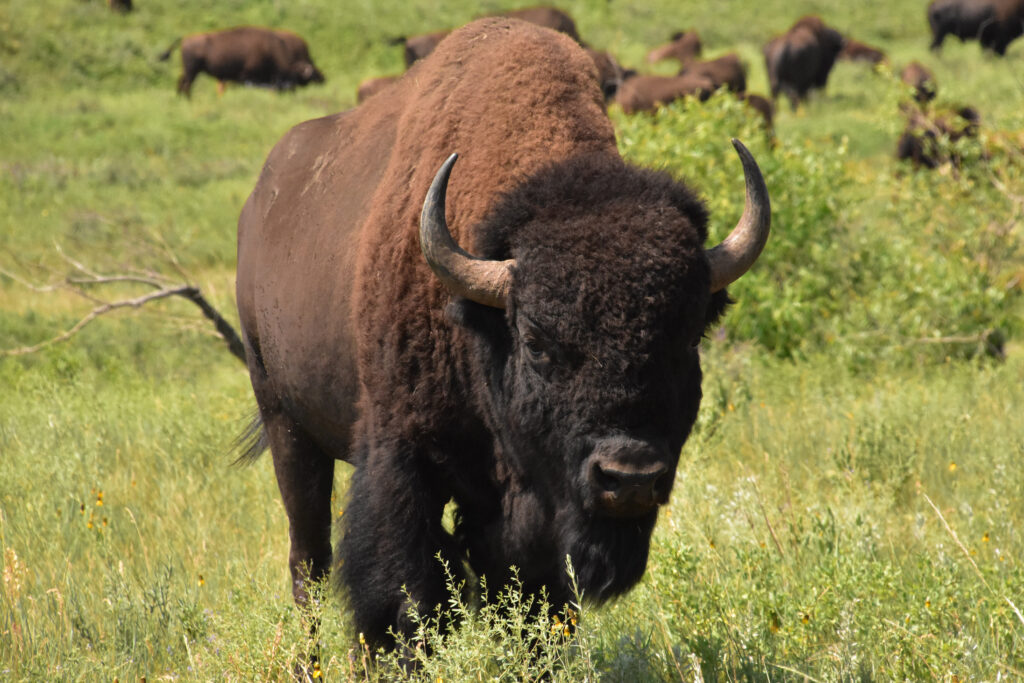Bison vs. Buffalo : Bison an American and European giant.