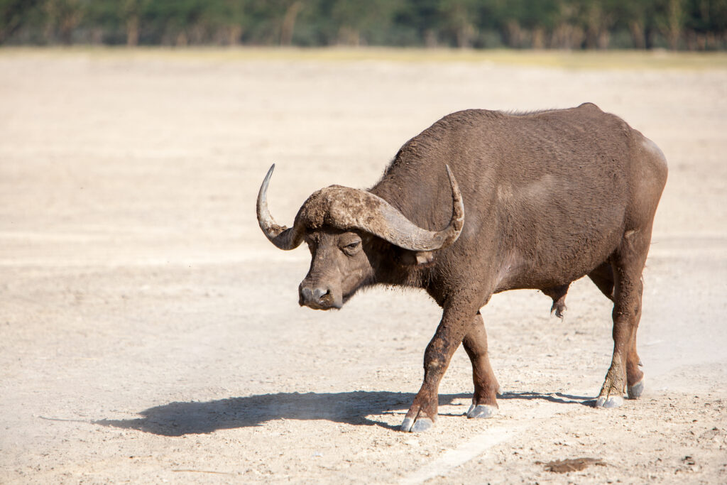 Bison vs. Buffalo - Buffalo a tropical animal