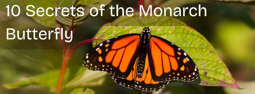 10 Secrets of the Monarch Butterfly