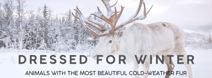 Cold Weather Fur: The Wildlife Wardrobe Built for Winter