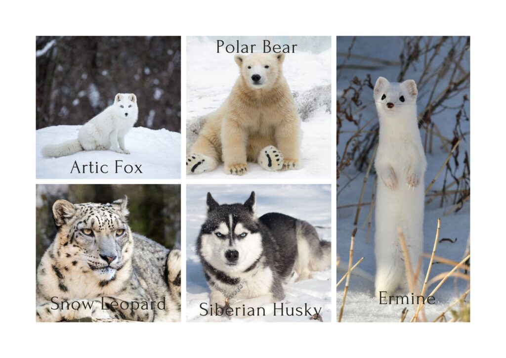 Cold weather fur is blessing for animals living in extremely cold conditions.