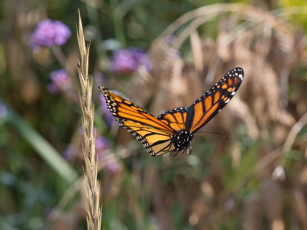 Monarch Butterfly use solar compass to navigate