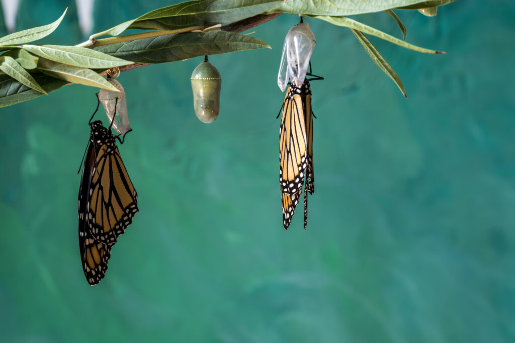Monarch Butterfly transforms with the help of Chrysalis