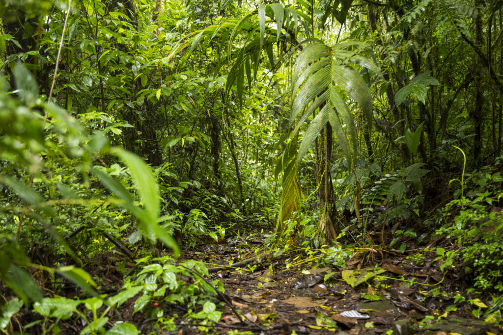 Rainforests is a hotspot for biodiversity.