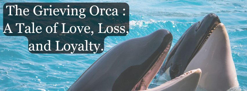 The Grieving Orca : A Tale of Love, Loss, and Loyalty