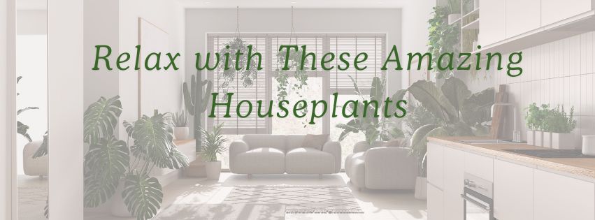 Houseplants That Turn Your Home into a Stress-Free Sanctuary