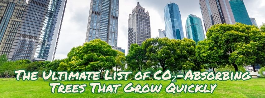 CO₂-Absorbing Trees for Rapid Reforestation and Carbon Capture