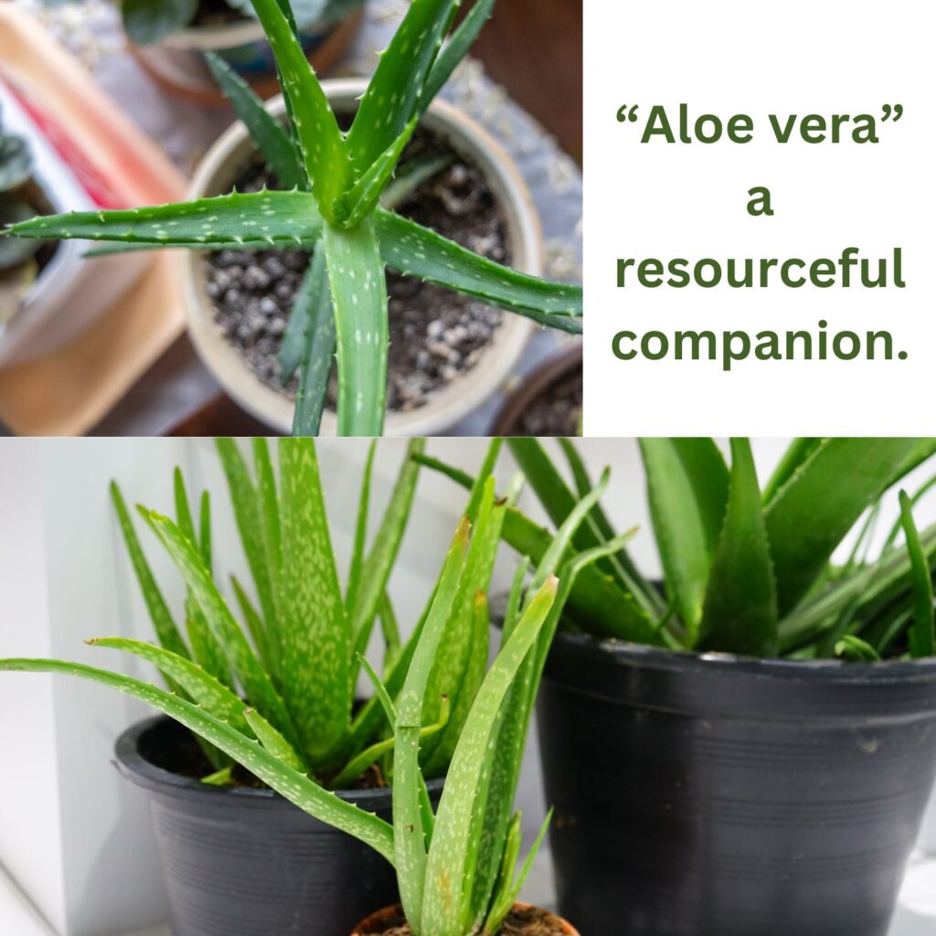 Aloe vera a medicinal houseplant