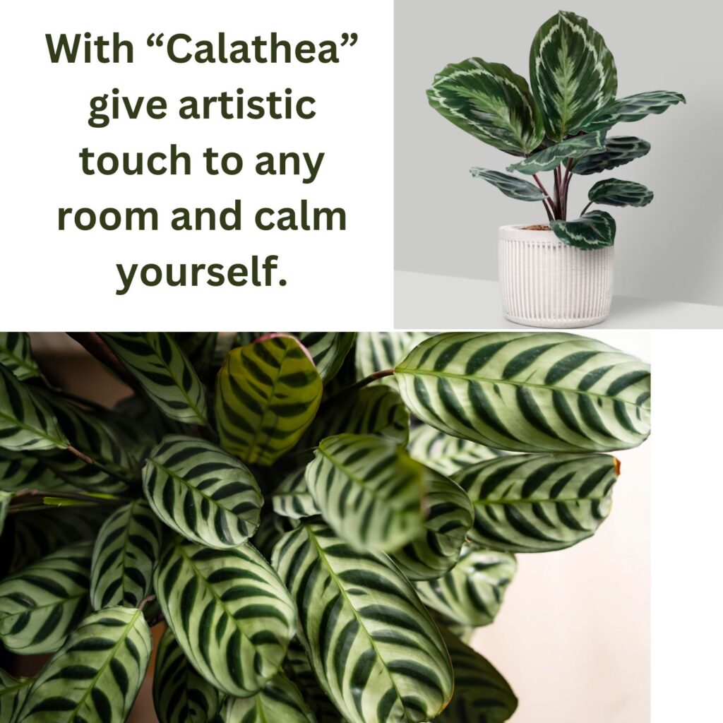Calathea the houseplants that gives artistic touch to your living space.