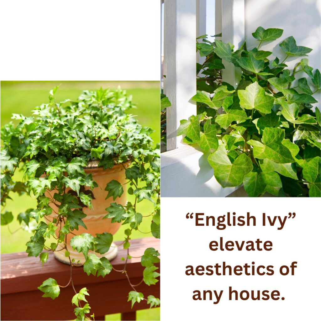English Ivy an attractive vines a type of houseplant to add green in you backdrop.