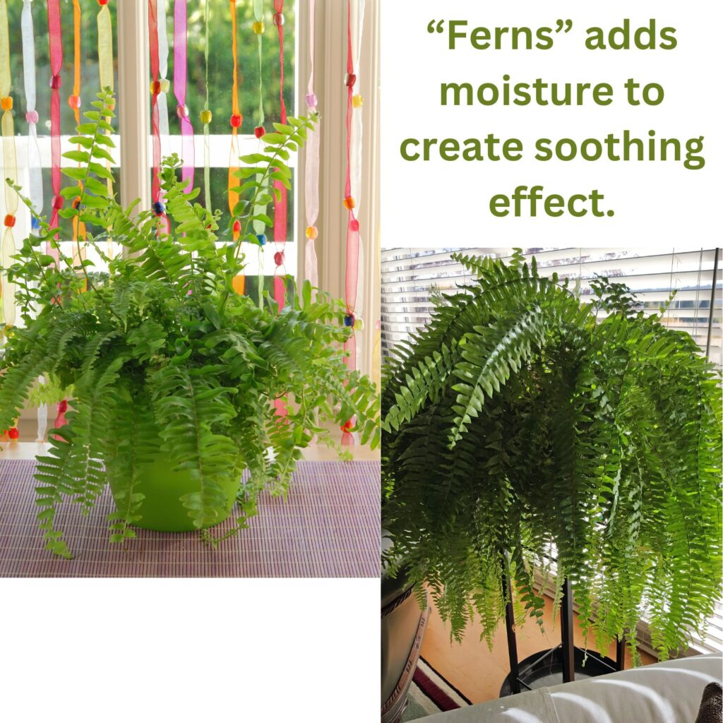 Ferns the houseplants that fills space with its bushy greens.