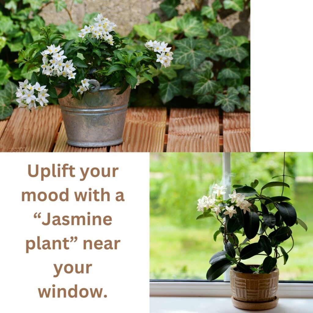 Jasmine a houseplant that adds natural scent into your space.