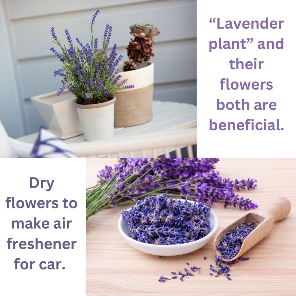 Beautiful and aromatic Lavender plant a great option of houseplants