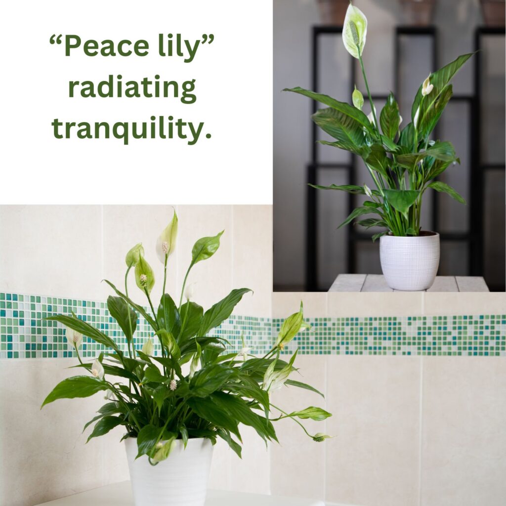 Peace lily a houseplant that creates calming effect in your space.