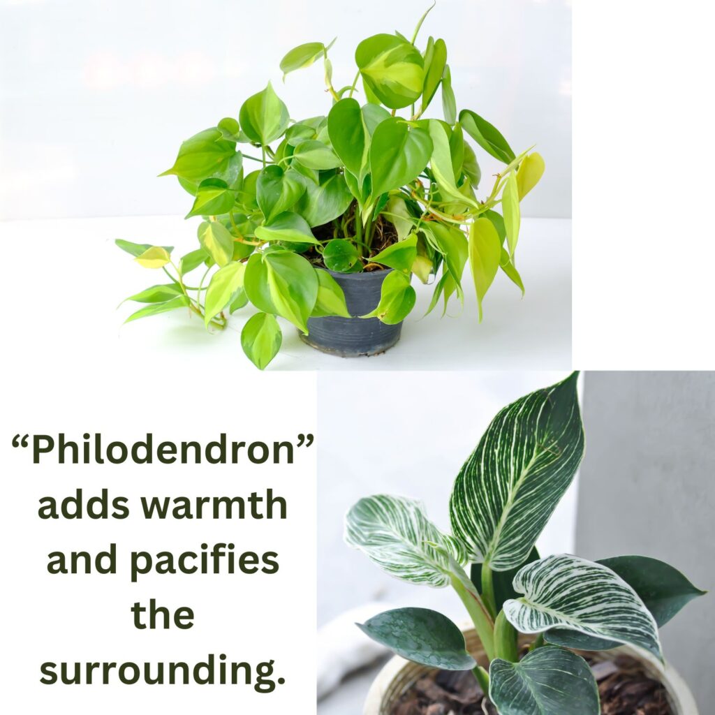 Philodendron the houseplants which is a symbol of love.