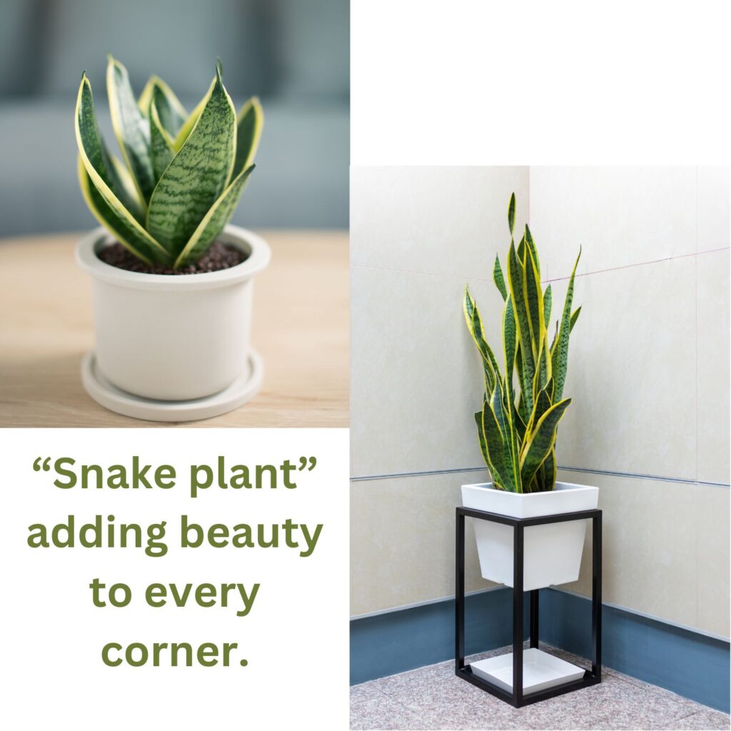 Snake plant a low maintenance houseplant 