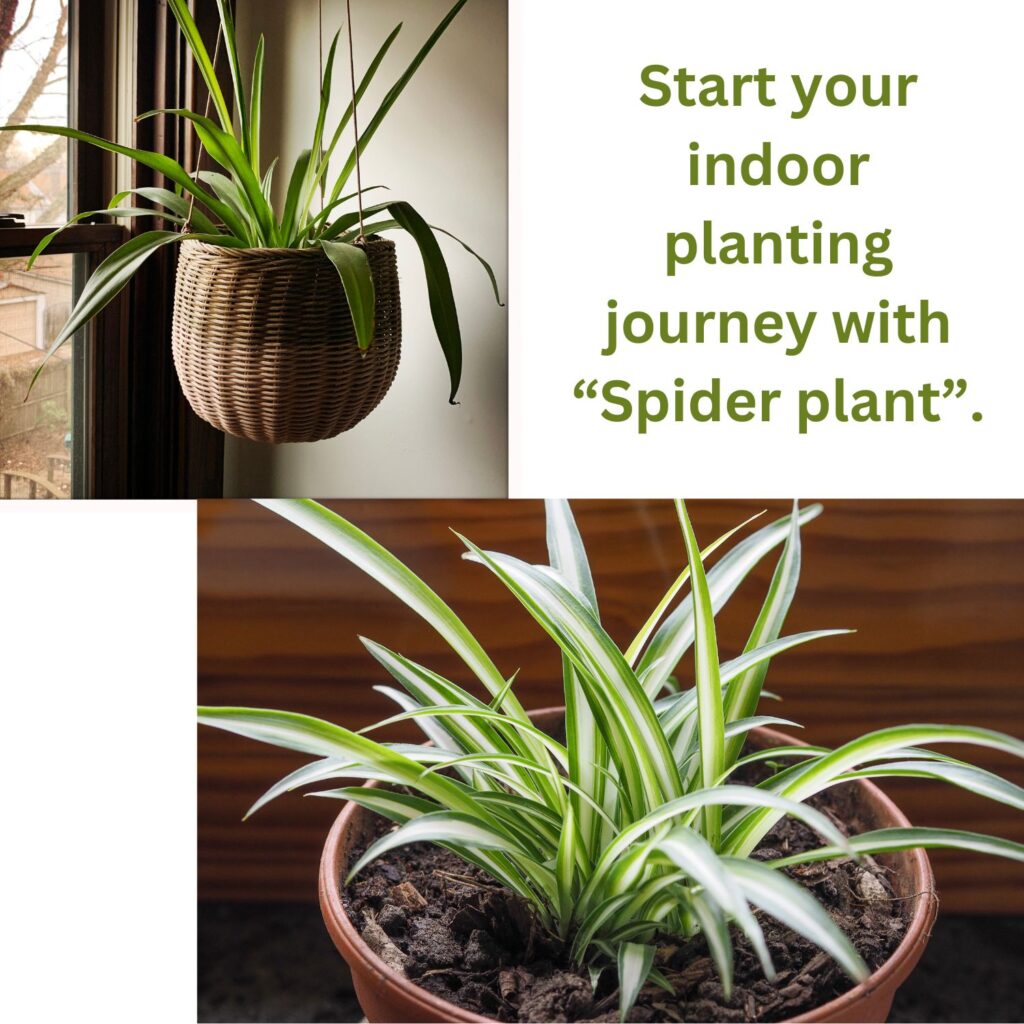 Spider plant the houseplants which can proliferate quickly.