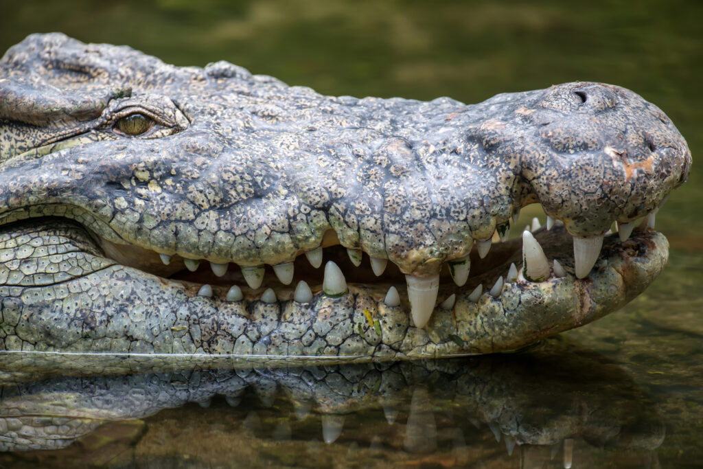 Crocodiles Vs Alligator - Crocodile has sharp teeth.