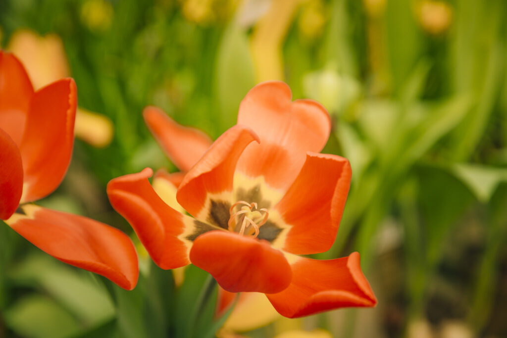Tulip Tree have fascinating yellow or red flowers - best CO₂-absorbing tree