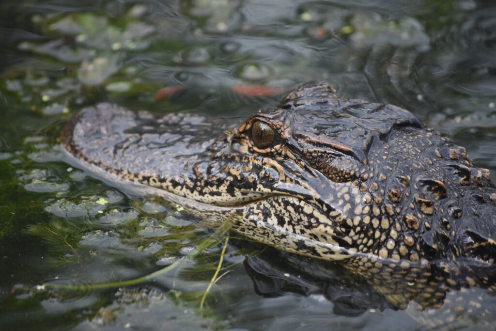 Crocodiles Vs Alligator - Alligators only attack if threatened