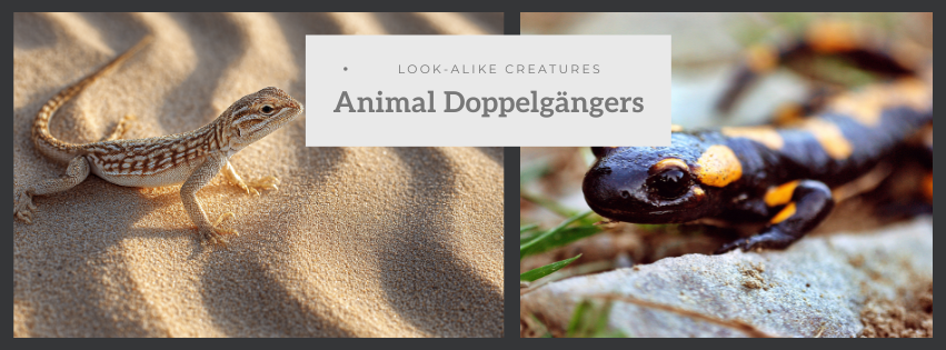 Look-Alike Animals Mystery : The Greatest Doppelgängers