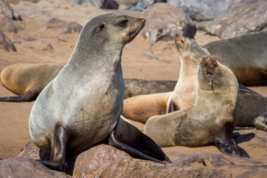 Look Alike Animal - Sea lion