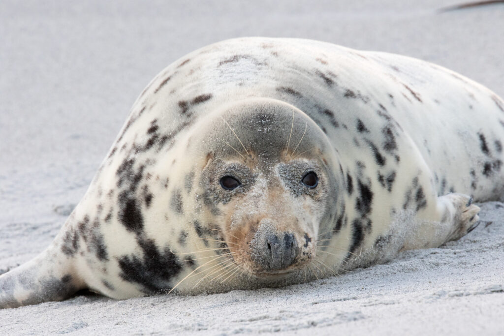 Look Alike Animal - Seal