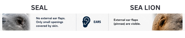 Look Alike Animal - Ear structure